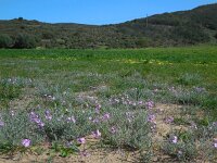Malcolmia littorea 30, Saxifraga-Ed Stikvoort