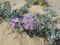 Malcolmia littorea 31, Saxifraga-Ed Stikvoort