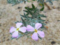 Malcolmia littorea 32, Saxifraga-Ed Stikvoort