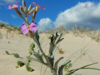 Malcolmia littorea 33, Saxifraga-Ed Stikvoort