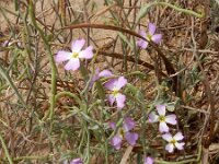 Malcolmia littorea 37, Saxifraga-Ed Stikvoort