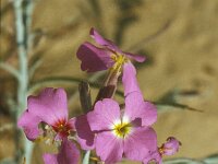 Malcolmia littorea 4, Saxifraga-Jan van der Straaten