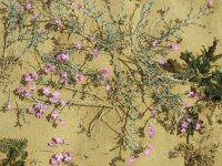 Malcolmia littorea 43, Saxifraga-Jan van der Straaten