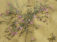 Malcolmia littorea 5, Saxifraga-Jan van der Straaten