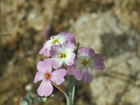 Malcolmia littorea 6, Saxifraga-Jan van der Straaten