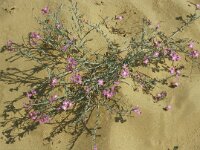 Malcolmia littorea 7, Saxifraga-Jan van der Straaten