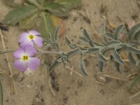 Malcolmia littorea 9, Saxifraga-Jan van der Straaten