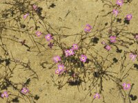 Malcolmia triloba 2, Saxifraga-Jan van der Straaten