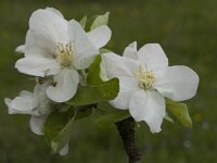 Malus domestica 2, Appel, Saxifraga-Marijke Verhagen