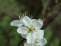 Malus domestica 3, Appel, Saxifraga-Marijke Verhagen