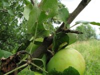 Malus domestica 4, Appel, Saxifraga-Rutger Barendse