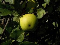 Malus domestica 5, Appel, Saxifraga-Jan van der Straaten