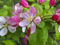 Japanese flowering crabapple (Malus floribunda); flowers and bud  Japanese flowering crabapple (Malus floribunda); flowers and buds : apple, bud, buds, crabapple, flora, floral, flower, flowering, flowers, horticultural, horticulture, Japanese, malus, malus floribunda, natural, nature, no people, nobody, outdoors, outside, petal, petals, plant, red, spring, springtime, vascular, white