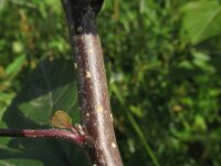 Malus sieboldii 2, Saxifraga-Rutger Barendse