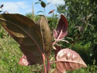 Malus sieboldii 3, Saxifraga-Rutger Barendse