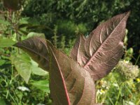 Malus sieboldii 4, Saxifraga-Rutger Barendse