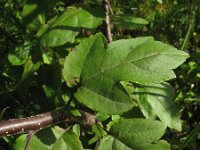 Malus sieboldii 5, Saxifraga-Rutger Barendse