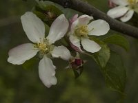 Malus sylvestris 1, Wilde appel, Saxifraga-Jan van der Straaten