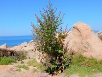 Malva arborea 2, Saxifraga-Peter Meininger