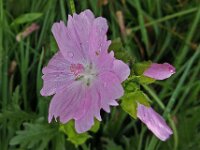 Malva moschata 10, Muskuskaasjeskruid, Saxifraga-Ab H Baas