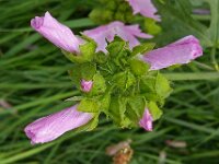 Malva moschata 9, Muskuskaasjeskruid, Saxifraga-Ab H Baas