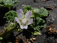 Malva neglecta 21, Klein kaasjeskruid, Saxifraga-Ed Stikvoort
