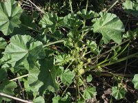 Malva parviflora 11, Kleinbloemig kaasjeskruid, Saxifraga-Rutger Barendse