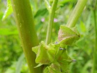 Malva parviflora 18, Kleinbloemig kaasjeskruid, Saxifraga-Rutger Barendse