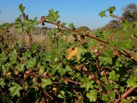 Malva parviflora 21, Kleinbloemig kaasjeskruid, Saxifraga-Ed Stikvoort