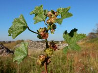 Malva parviflora 24, Kleinbloemig kaasjeskruid, Saxifraga-Ed Stikvoort