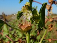 Malva parviflora 26, Kleinbloemig kaasjeskruid, Saxifraga-Ed Stikvoort