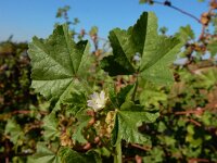Malva parviflora 27, Kleinbloemig kaasjeskruid, Saxifraga-Ed Stikvoort