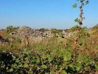 Malva parviflora 28, Kleinbloemig kaasjeskruid, Saxifraga-Ed Stikvoort
