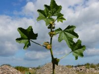 Malva parviflora 30, Kleinbloemig kaasjeskruid, Saxifraga-Ed Stikvoort