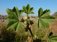 Malva parviflora 31, Kleinbloemig kaasjeskruid, Saxifraga-Ed Stikvoort