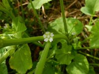 Malva parviflora 33, Kleinbloemig kaasjeskruid, Saxifraga-Peter Meininger