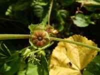 Malva parviflora 34, Kleinbloemig kaasjeskruid, Saxifraga-Peter Meininger