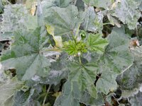 Malva parviflora 7, Kleinbloemig kaasjeskruid, Saxifraga-Rutger Barendse