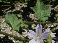 Malva pseudolavatera 10, Zuidelijk kaasjeskruid Saxifraga-Ed Stikvoort