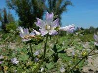Malva pseudolavatera 11, Zuidelijk kaasjeskruid Saxifraga-Ed Stikvoort