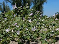 Malva pseudolavatera 13, Zuidelijk kaasjeskruid Saxifraga-Ed Stikvoort