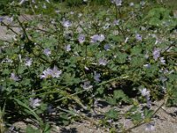 Malva pseudolavatera 2, Zuidelijk kaasjeskruid Saxifraga-Ed Stikvoort