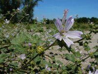 Malva pseudolavatera 6, Zuidelijk kaasjeskruid Saxifraga-Ed Stikvoort