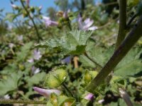 Malva pseudolavatera 8, Zuidelijk kaasjeskruid Saxifraga-Ed Stikvoort