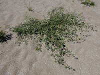 Malva pseudolavatera 9, Zuidelijk kaasjeskruid Saxifraga-Ed Stikvoort