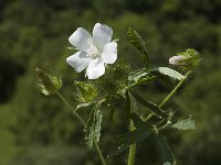 Malva setigera 4, Ruige heemst, Saxifraga-Marijke Verhagen