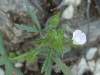 Malva setigera 6, Ruige heemst, Saxifraga-Jan van der Straaten