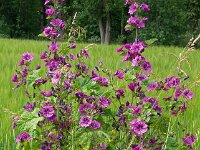 Malva sylvestris 25, Groot kaasjeskruid, Saxifraga-Ab H Baas