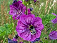 Malva sylvestris 26, Groot kaasjeskruid, Saxifraga-Ab H Baas