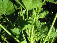 Malva verticillata 2, Dessertbladen, Saxifraga-Rutger Barendse